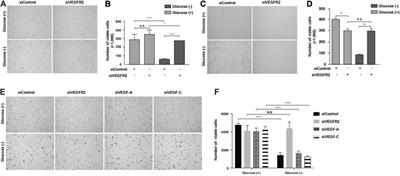 Role of VEGFR2 in Mediating Endoplasmic Reticulum Stress Under Glucose Deprivation and Determining Cell Death, Oxidative Stress, and <mark class="highlighted">Inflammatory Factor</mark> Expression